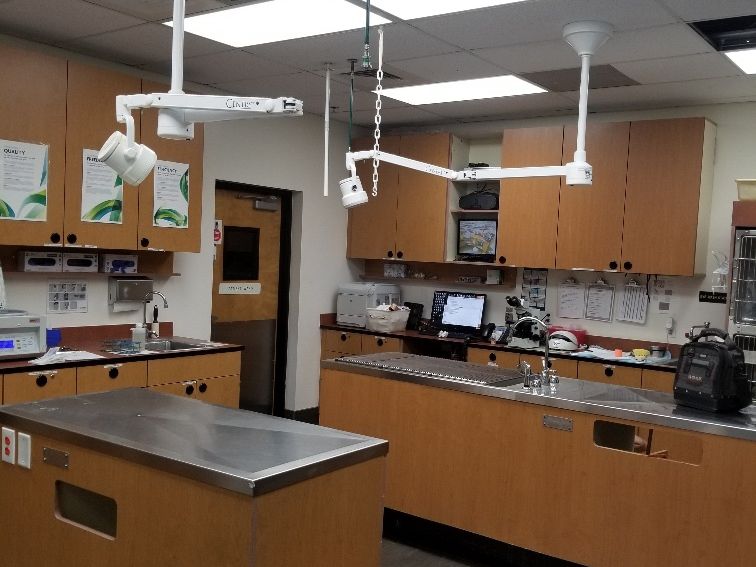 Finished veterinary clinic treatment room with stainless steel islands, wood cabinetry and ceiling-mounted surgical lights